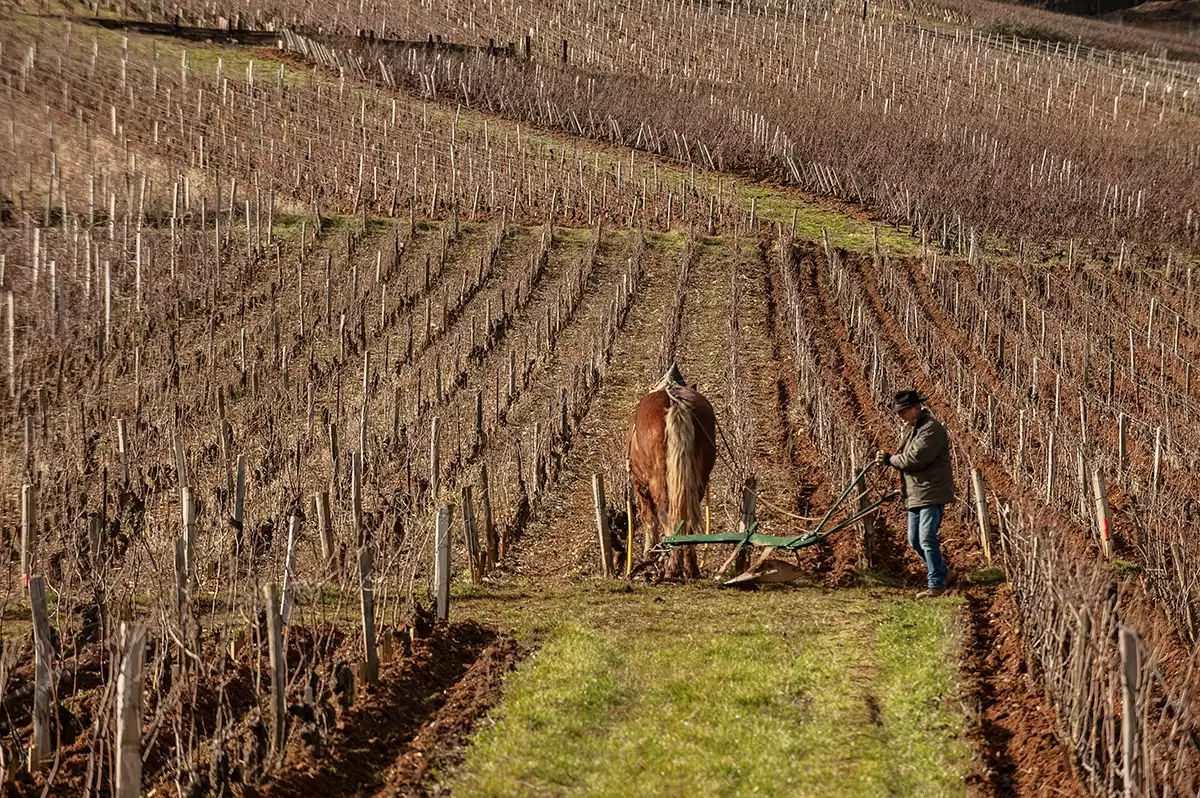 2021 Domaine de la Romanée-Conti: Paucity, moderation, beauty