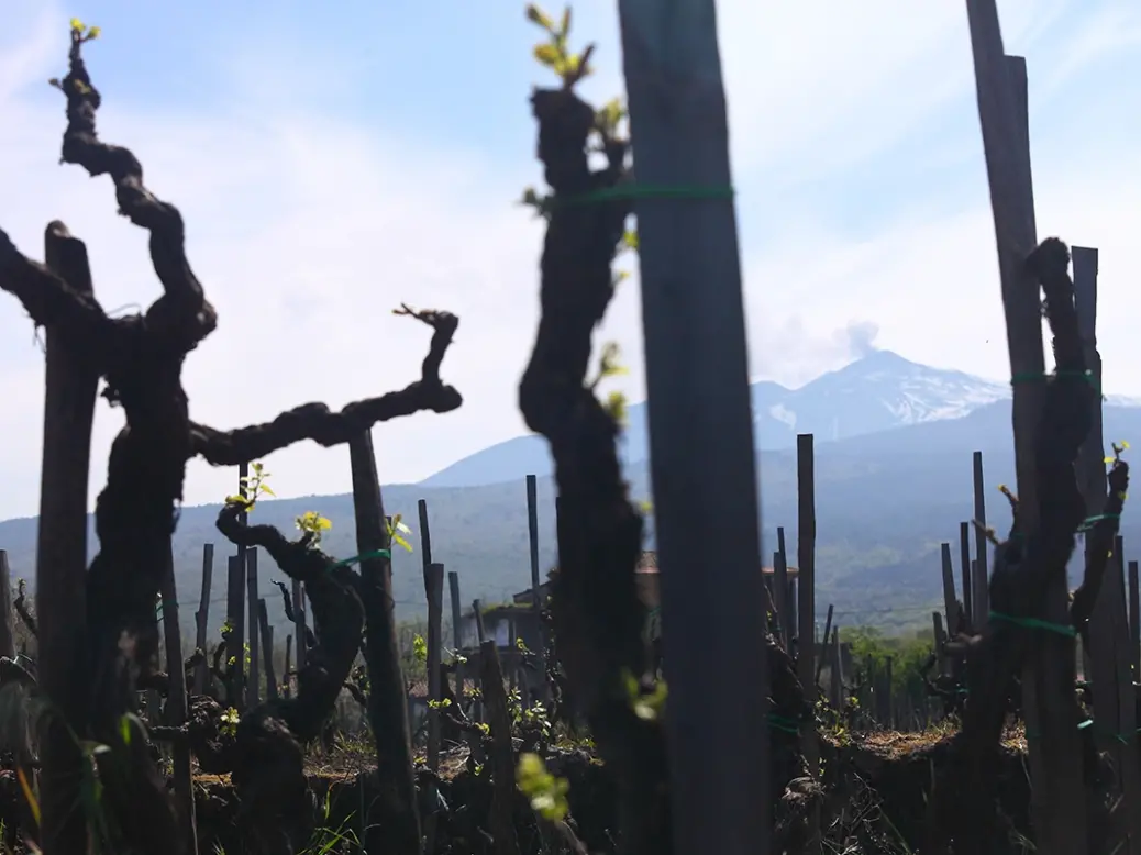 Etna vineyard