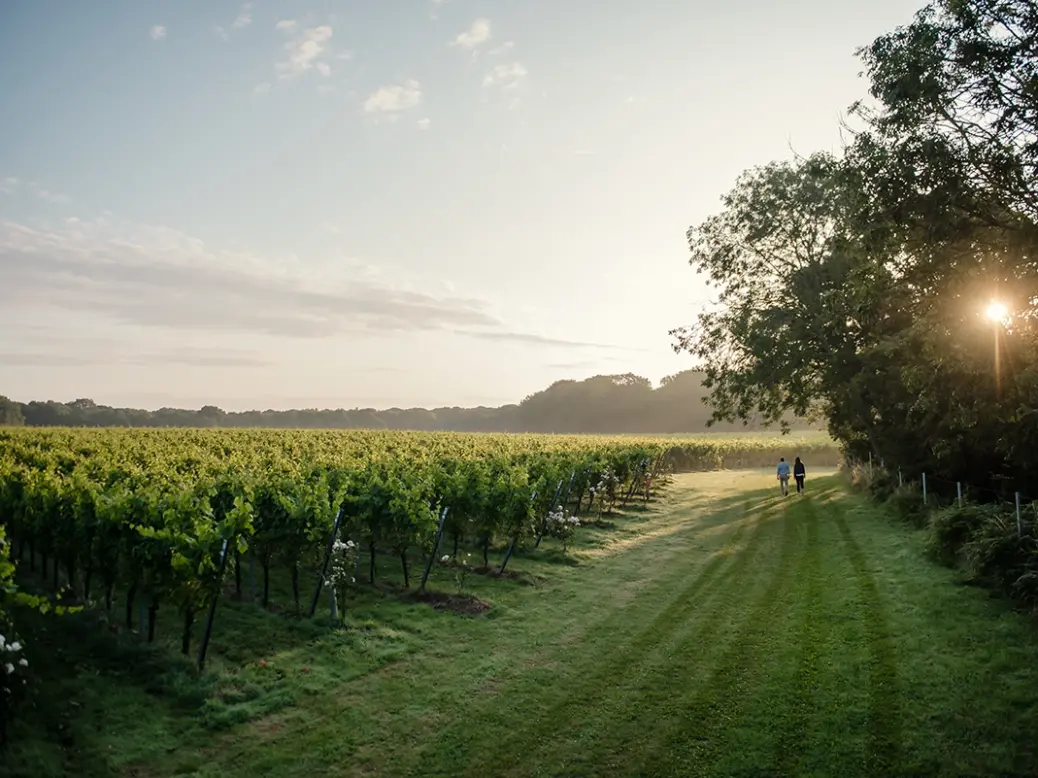 Gusbourne vineyard, Appledore, Kent