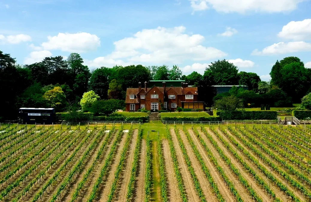 Hambledon Vineyard