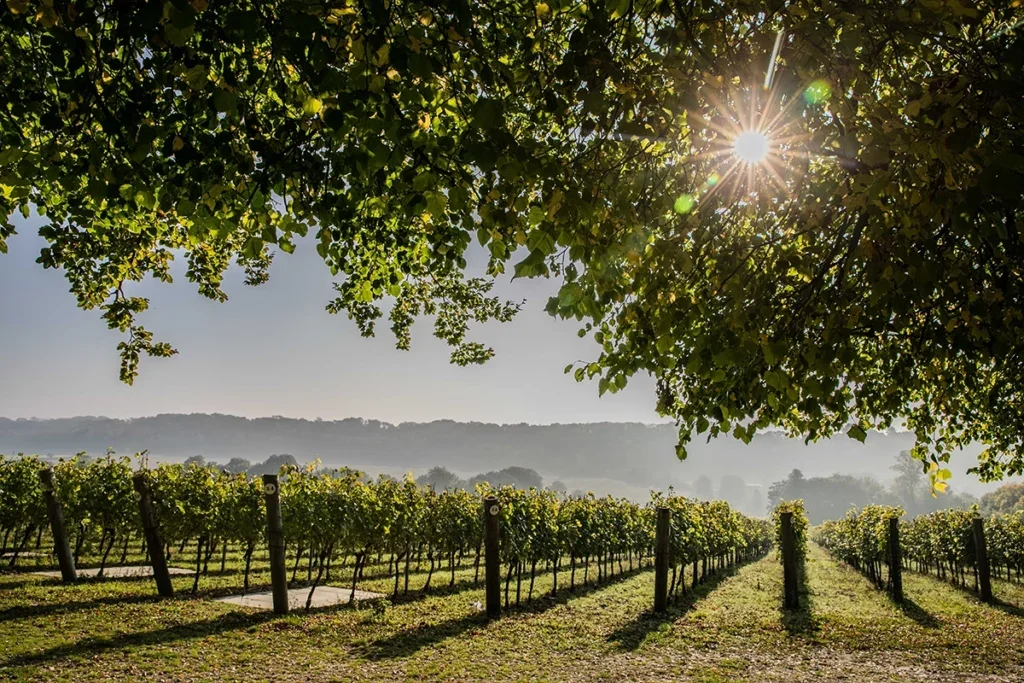 One of the Hambledon vineyards, all planned by Ian Kellett, in the 2021 vintage.