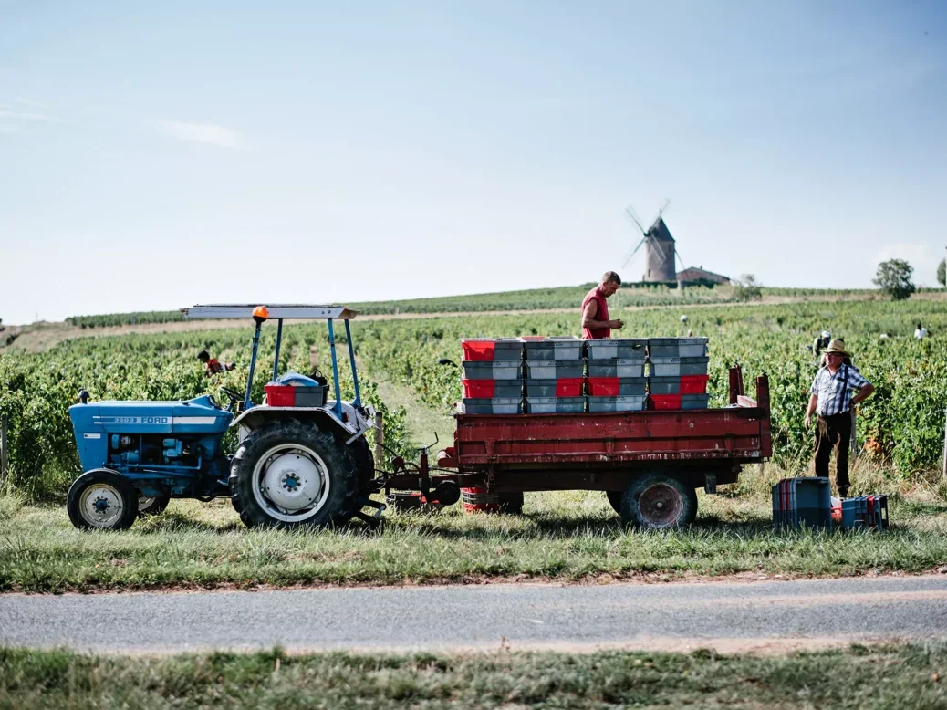 Château du Moulin-à-Vent at harvest time, with tractors and a windmill