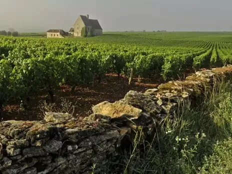 Tasting La Boudriotte with Bachelet