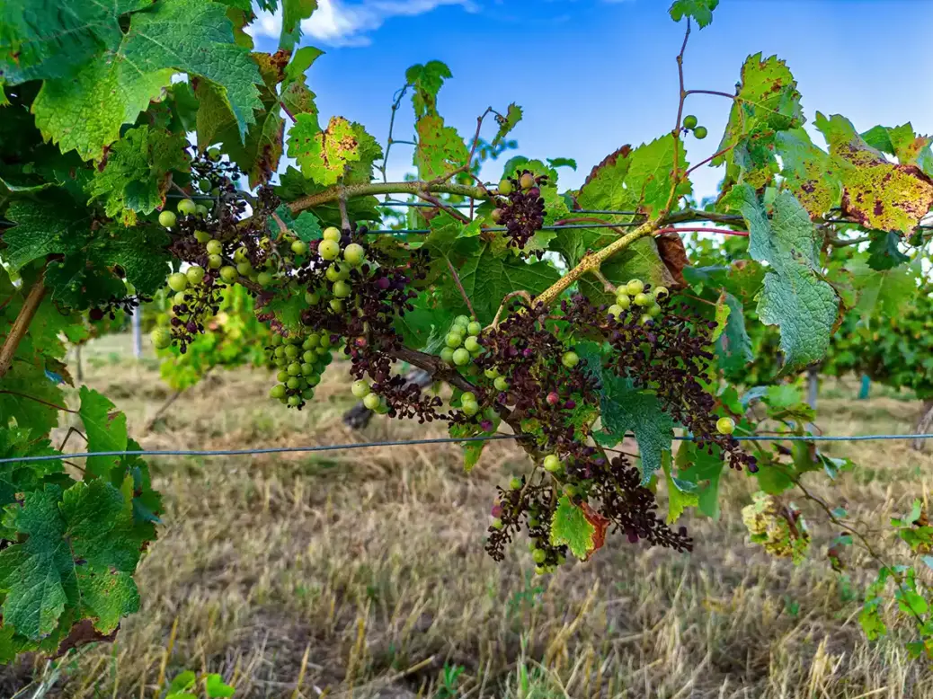 Mildew on grapes in Bordeaux