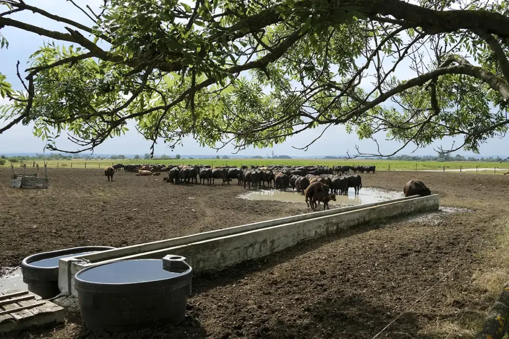 Neusiedlersee Zweigelt a herd of cattle