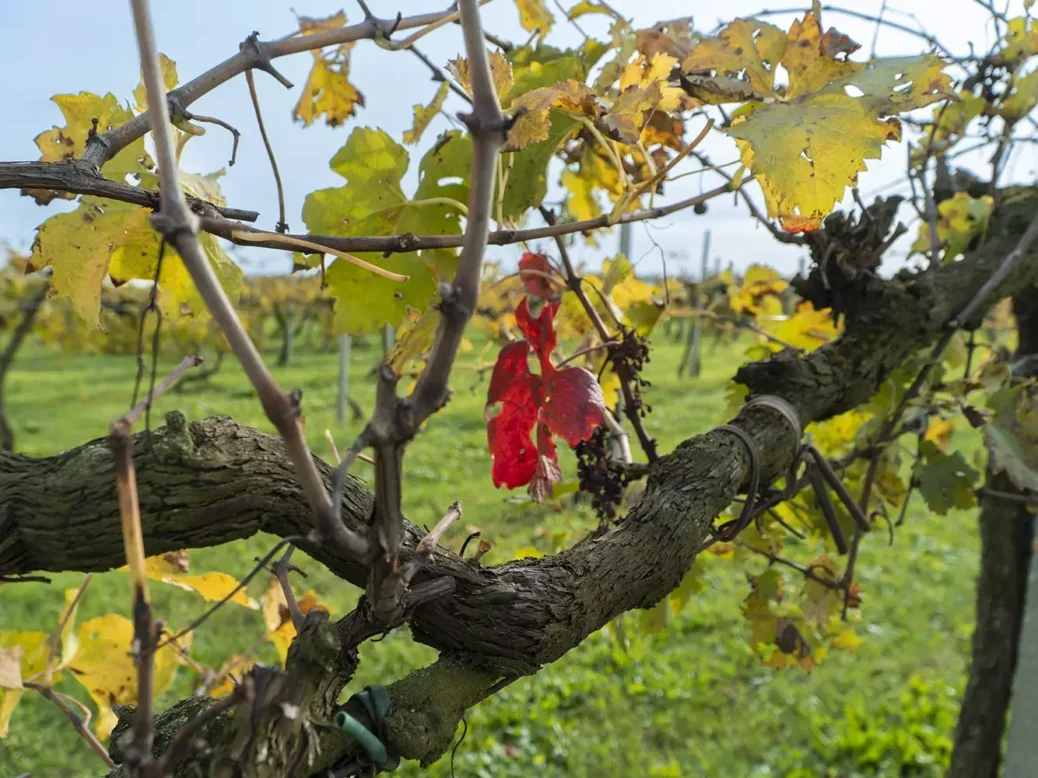 Old vines at Villa Bogdano