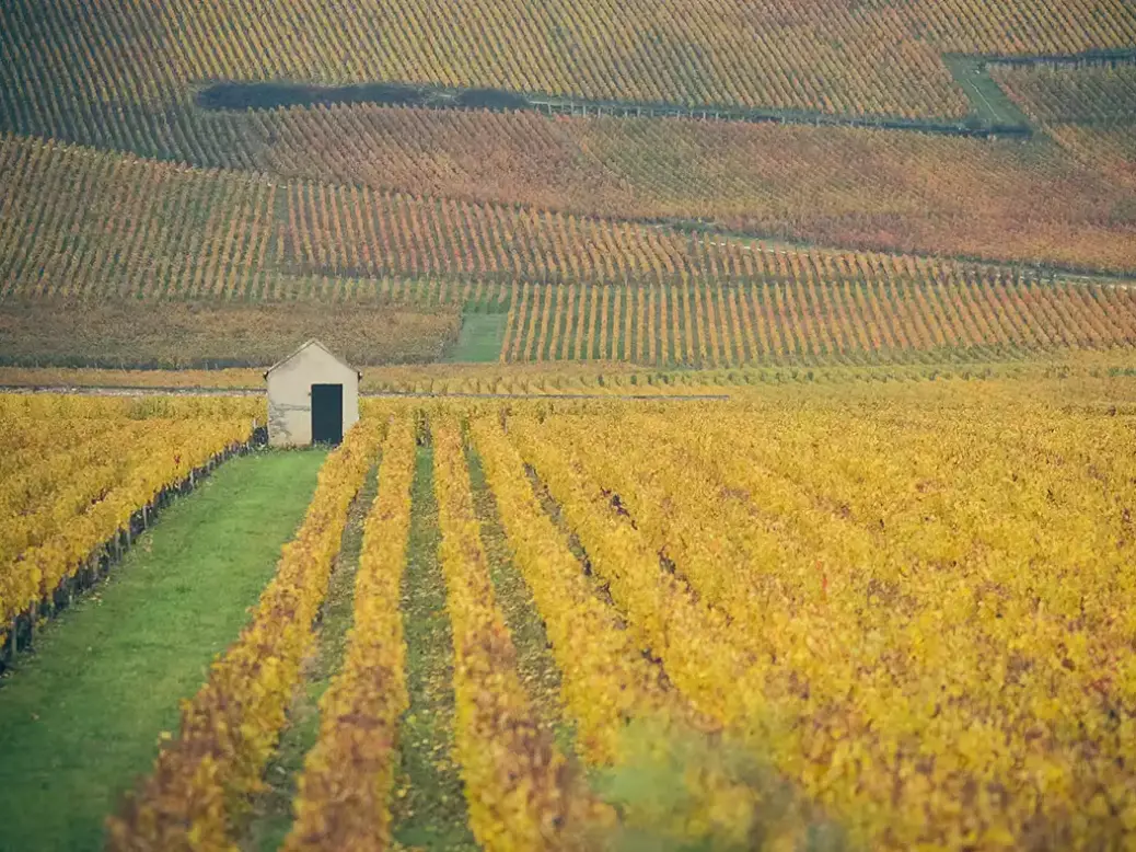 Vosne-Romanée and Nuits-St-Georges vineyards.