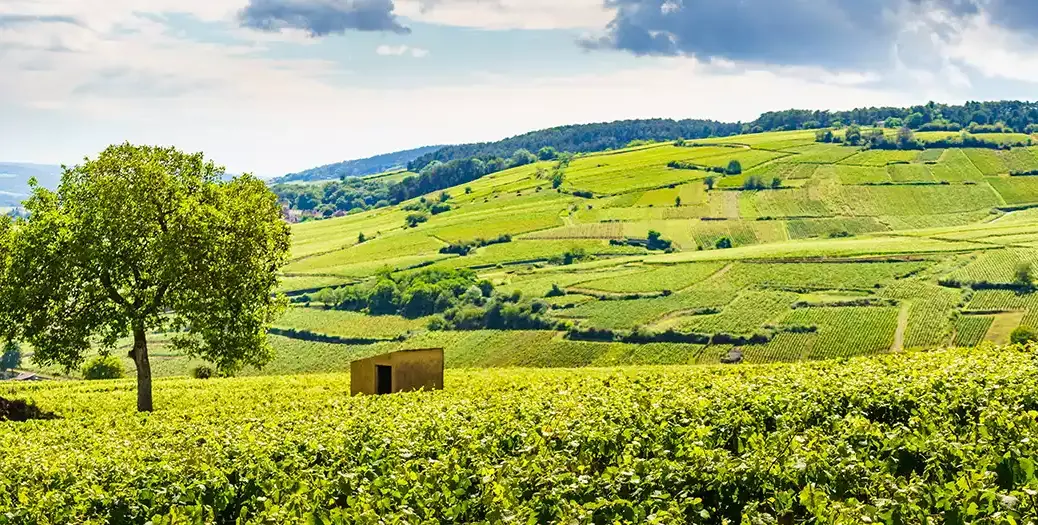 A view of vineyards in Pommard during the 2022 Burgundy vintage