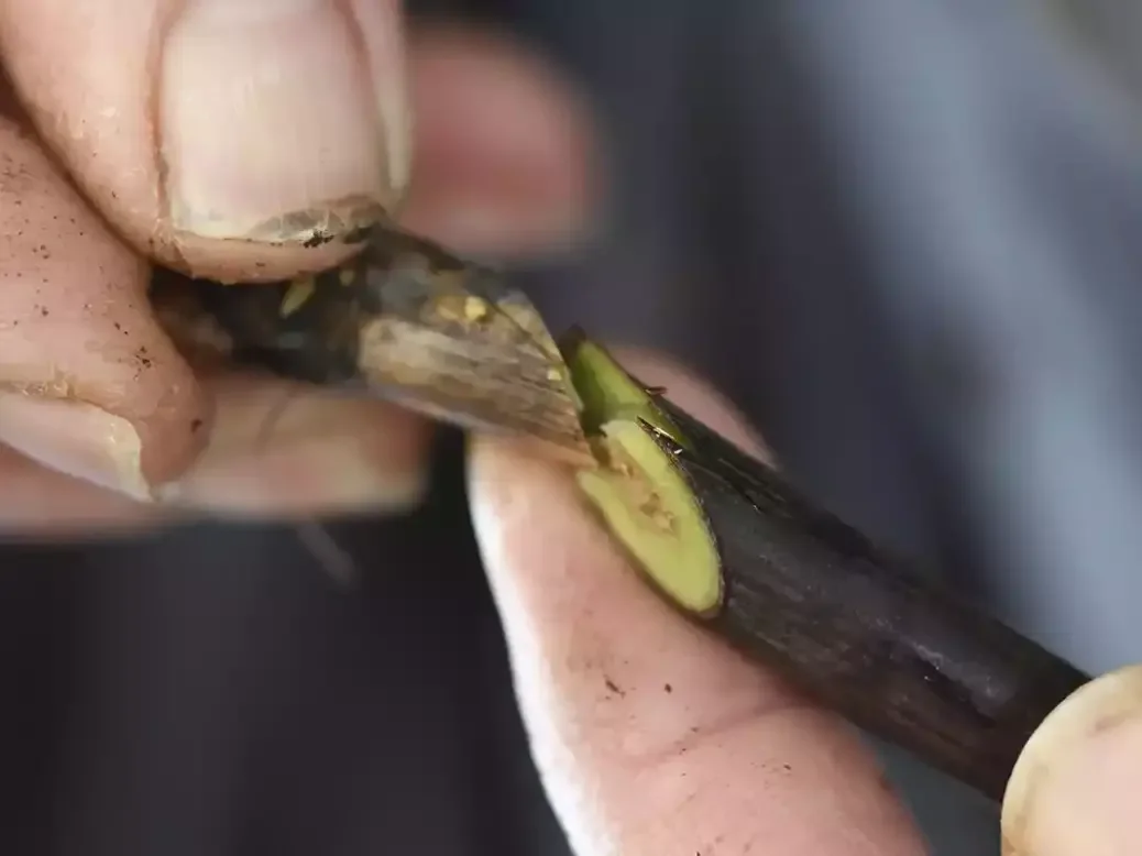 Grafting at la Pépenière Bérillon.