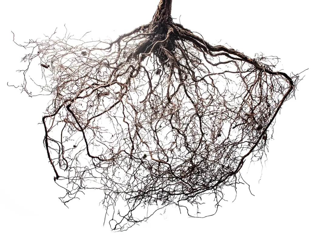 rhizosphere