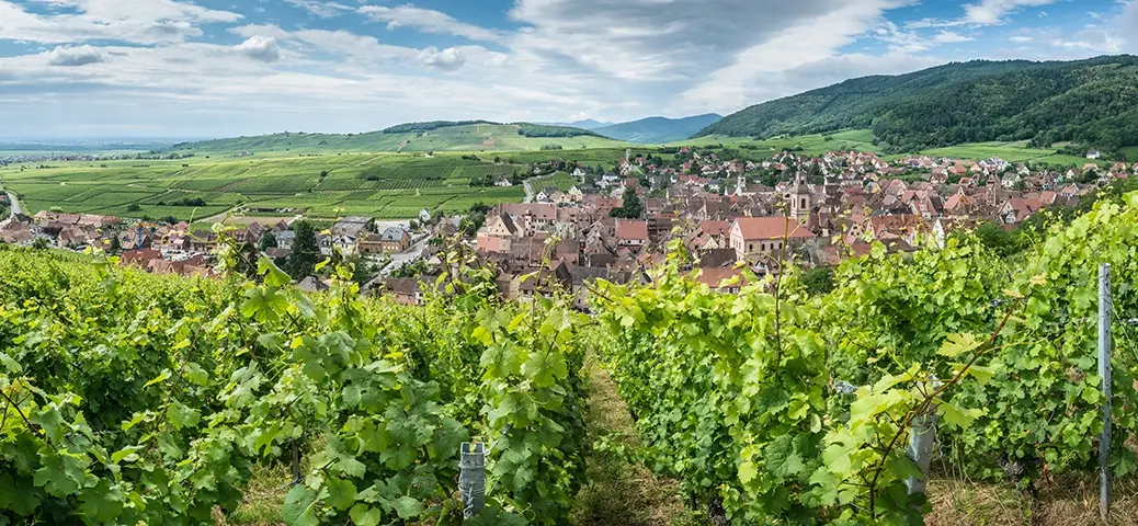 Alsace grands crus Schoenenbourg vineyard