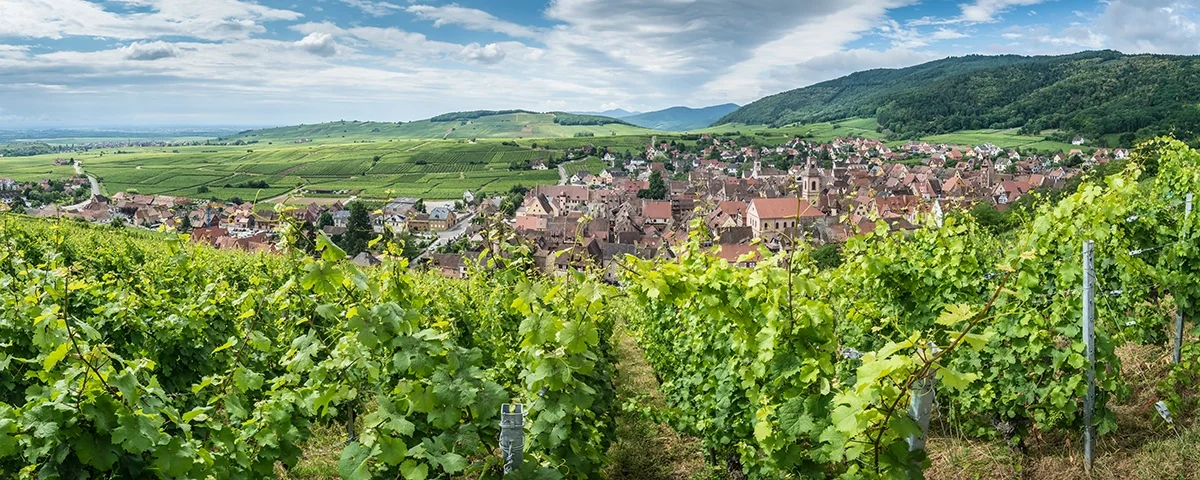 Alsace grands crus: Four for a hallelujah