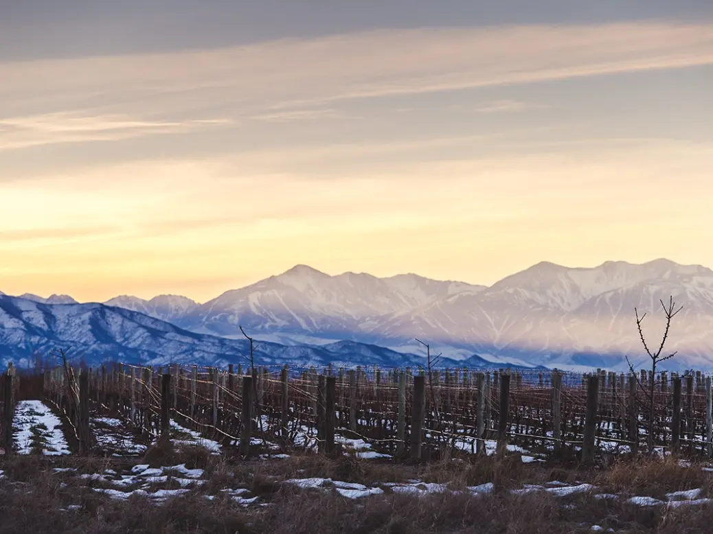 Vineyards in Gualtallary the Uco Valley.