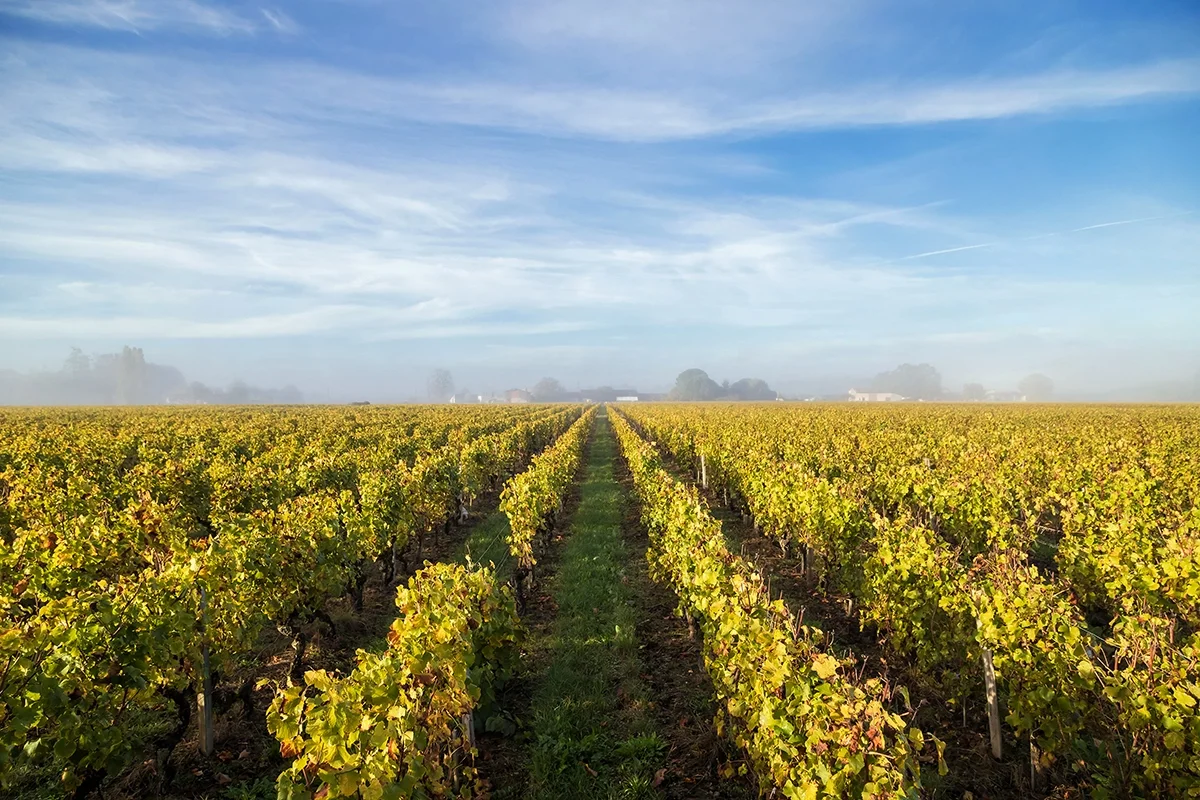 Bordeaux 2022 tasting notes: Sauternes