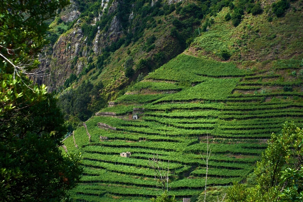 Madeira vineyard São Vicente