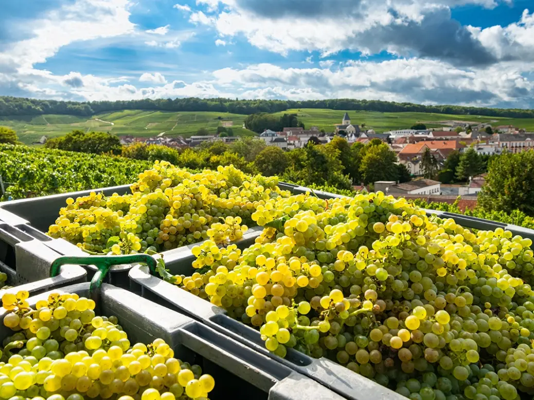 Champagne grape varieties harvest