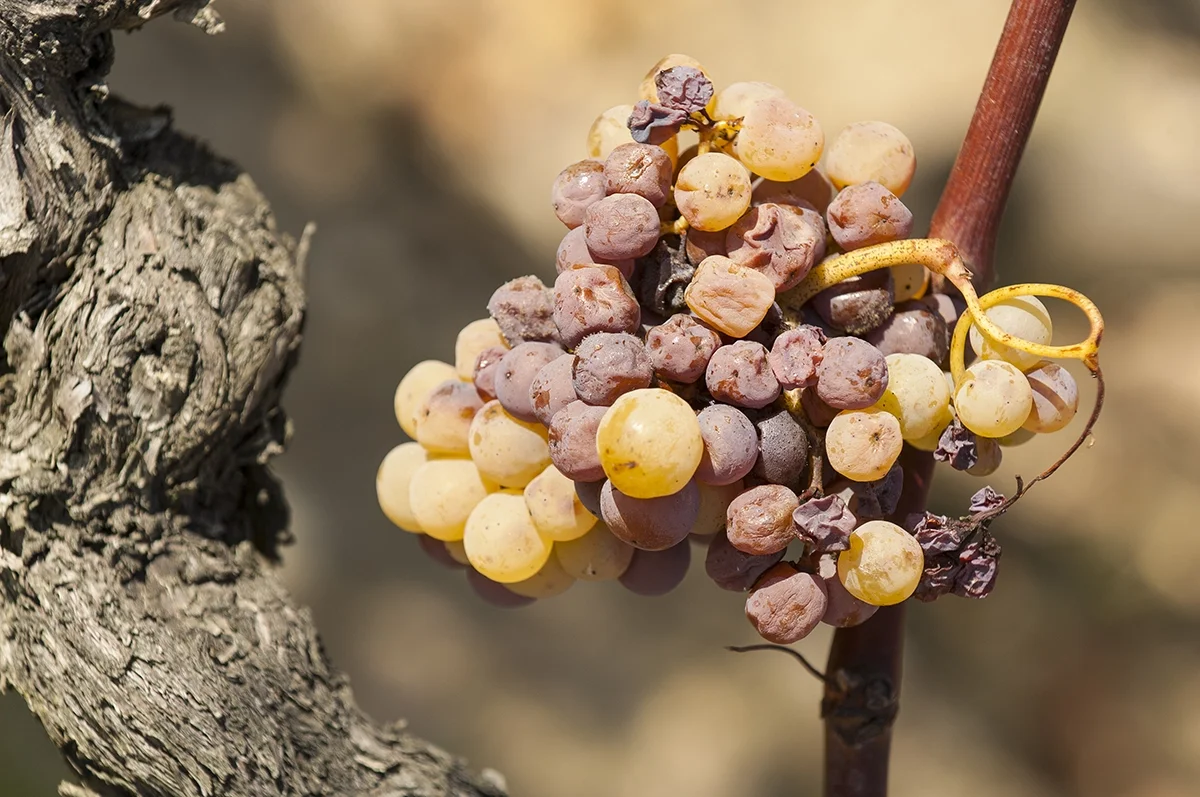 Bordeaux 2022 Field notes: Sauternes—ripeness is all