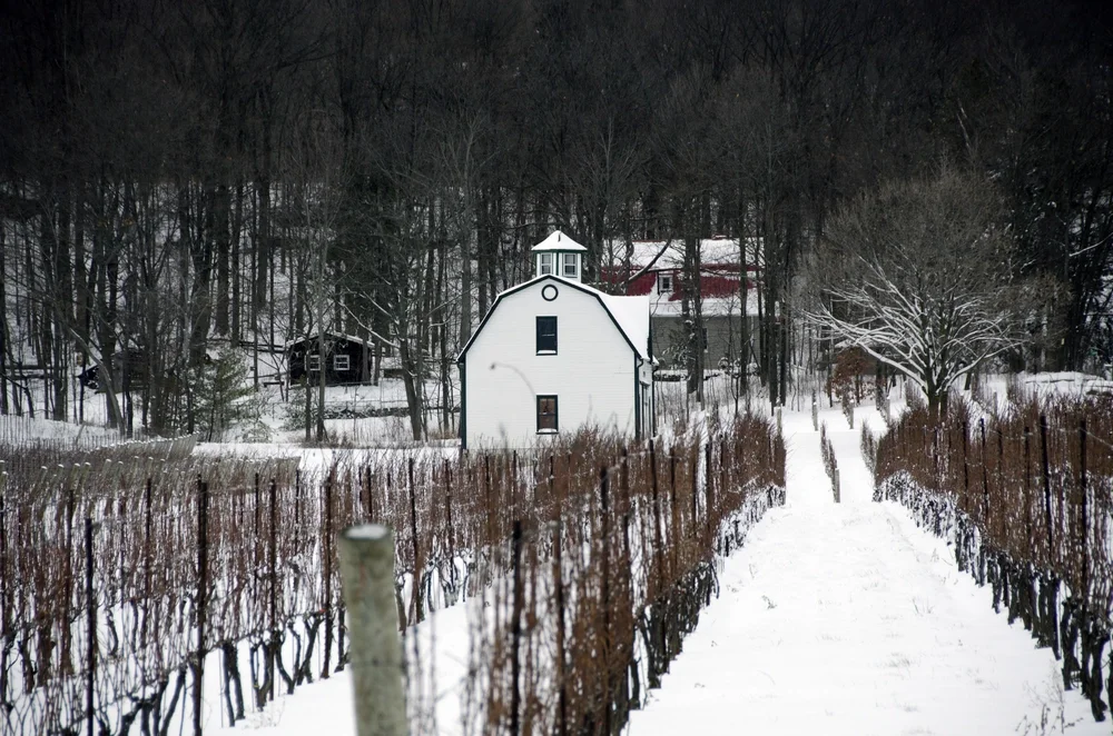 Niagara vineyard