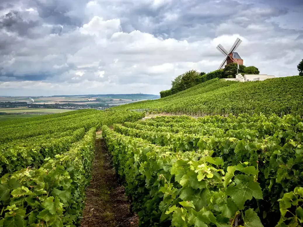 Champagne vineyard