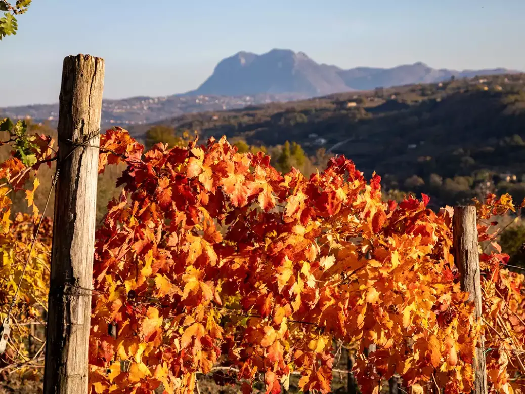 A vineyard in Taurasi