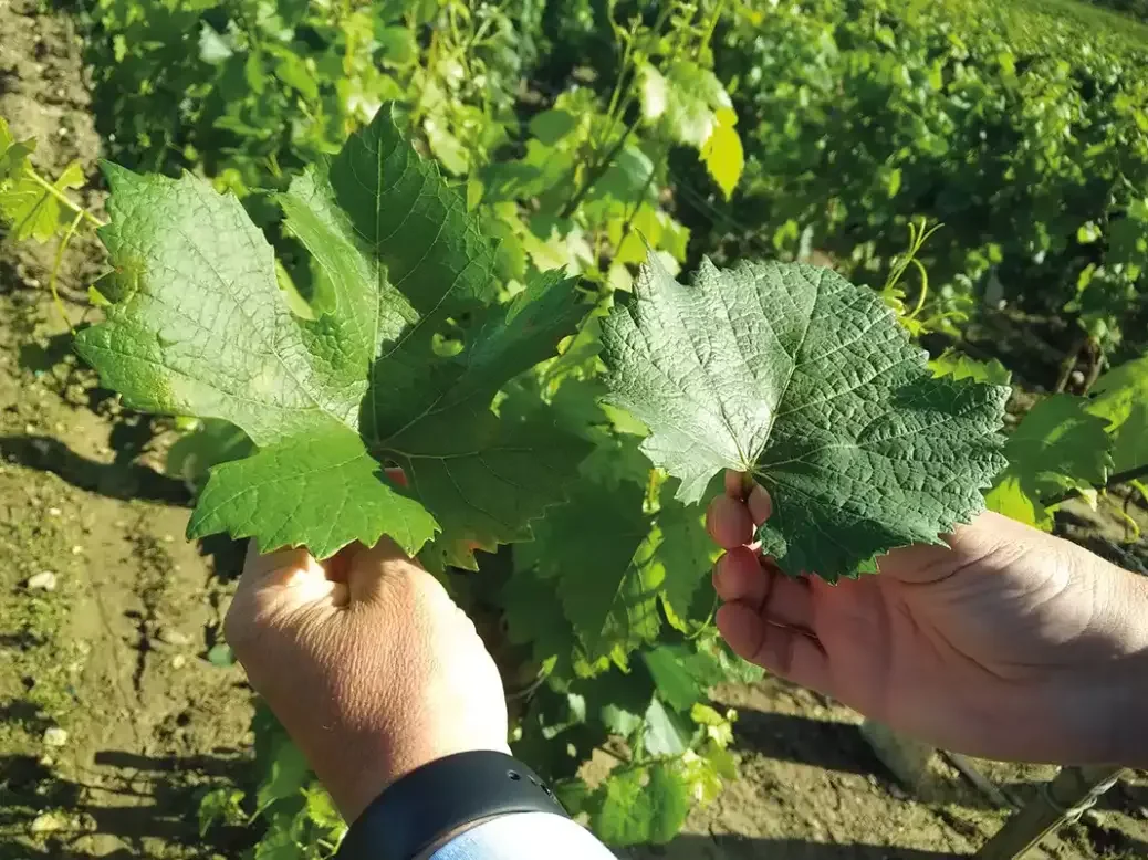 Pinot Noir leaves in Roederer vineyard