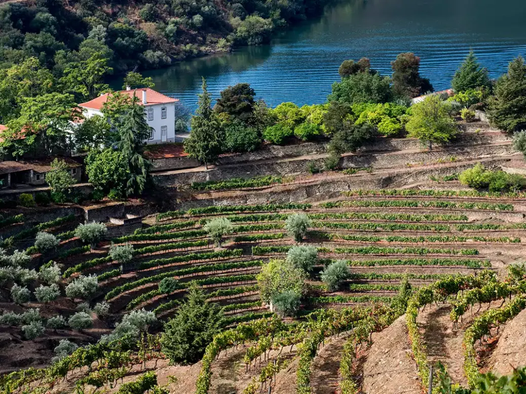 Graham's The Stone Terraces vineyards