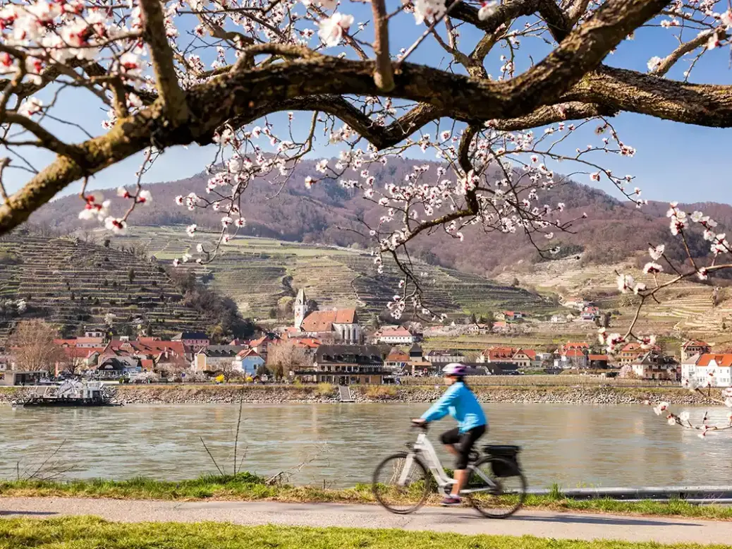 Austrian wine in the Wachau