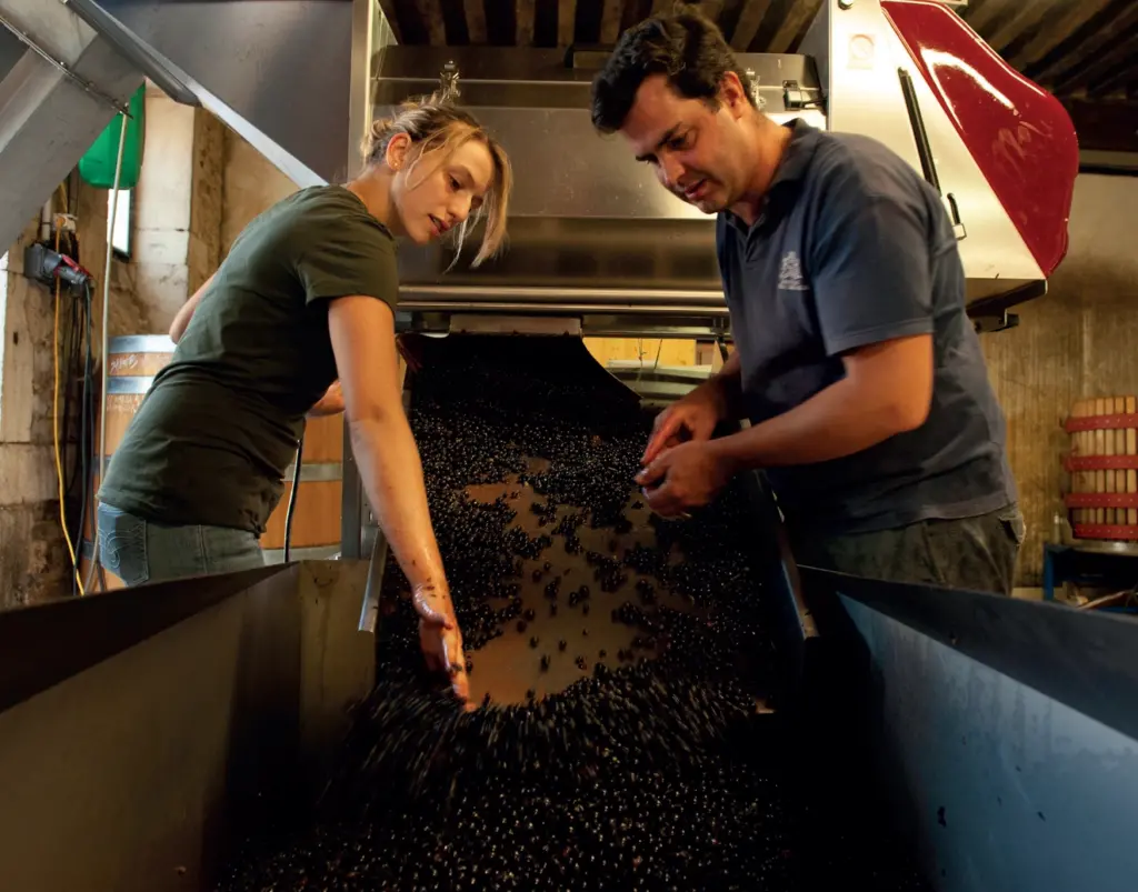 Comte Liger-Belair during the harvest.