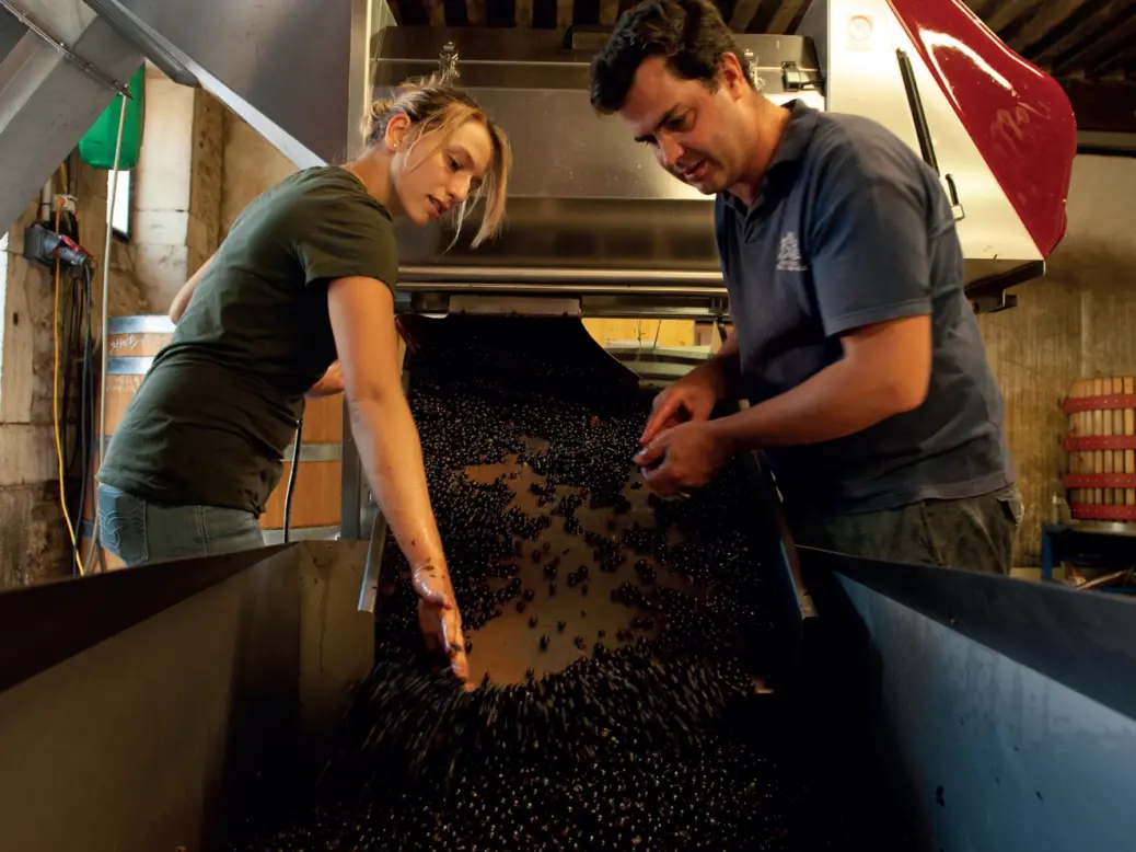 Comte Liger-Belair during the harvest.